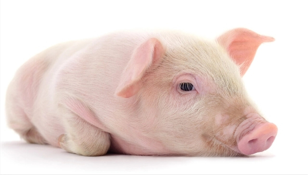 母猪繁殖障碍传染病的诊断和防控