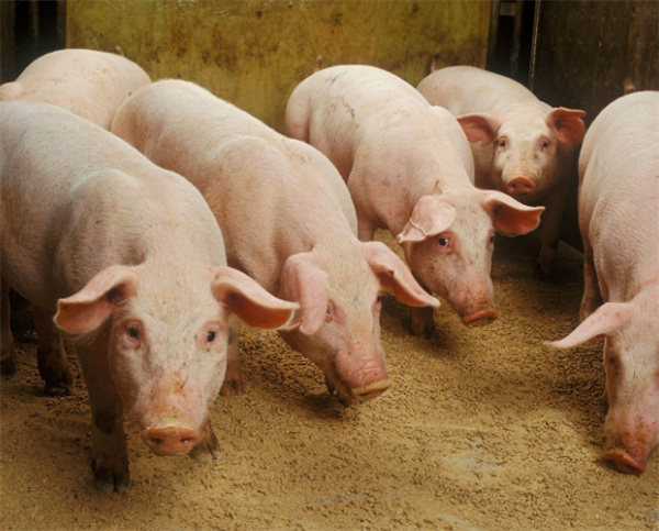 食盐在养猪中的妙用你必须要知道！治疗猪鼻炎、猪脓肿、猪消化不良