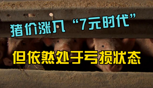 猪价涨入“7元时代”！但生猪养殖依然处于亏损！