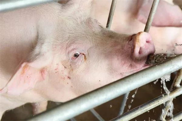 02月17日：全国农产品批发市场猪肉平均价格为20.97元/公斤