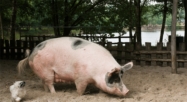 猪病毒性腹泻病的治疗方案与防治措施
