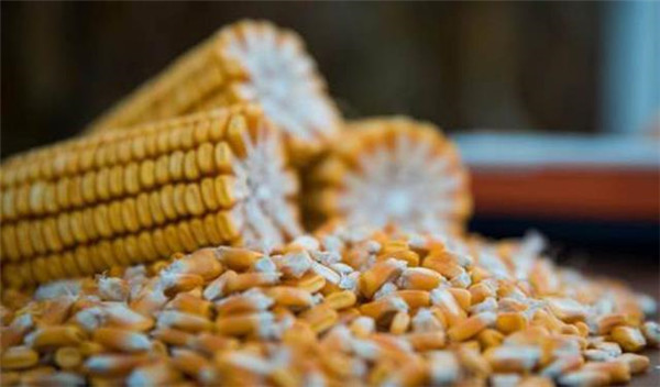 CFT利多刺激作用减退 玉米市场处于供需博弈状态
