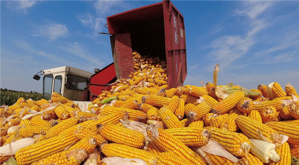 跌势结束了?今天,每吨玉米价格涨了6元!