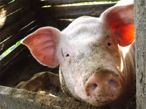 防控非洲猪瘟，这5种危险信号养殖户要注意提防！