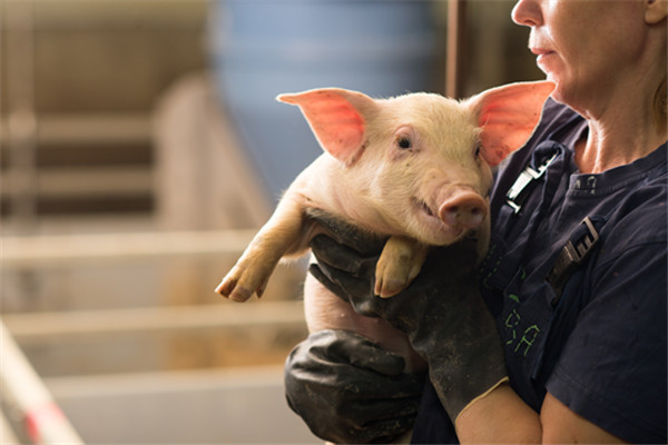 养猪场规范消毒和疫病发生时紧急消毒有哪些不同？