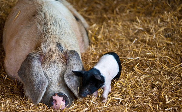 多大胎龄的母猪才需要淘汰？淘汰母猪一般怎么处理？