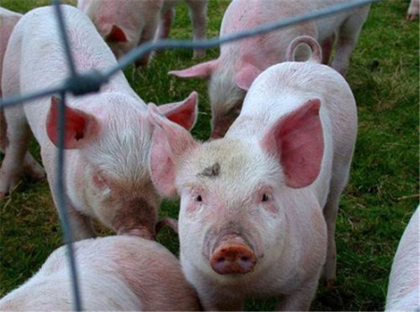 试探究猪水肿病的病因及防治措施