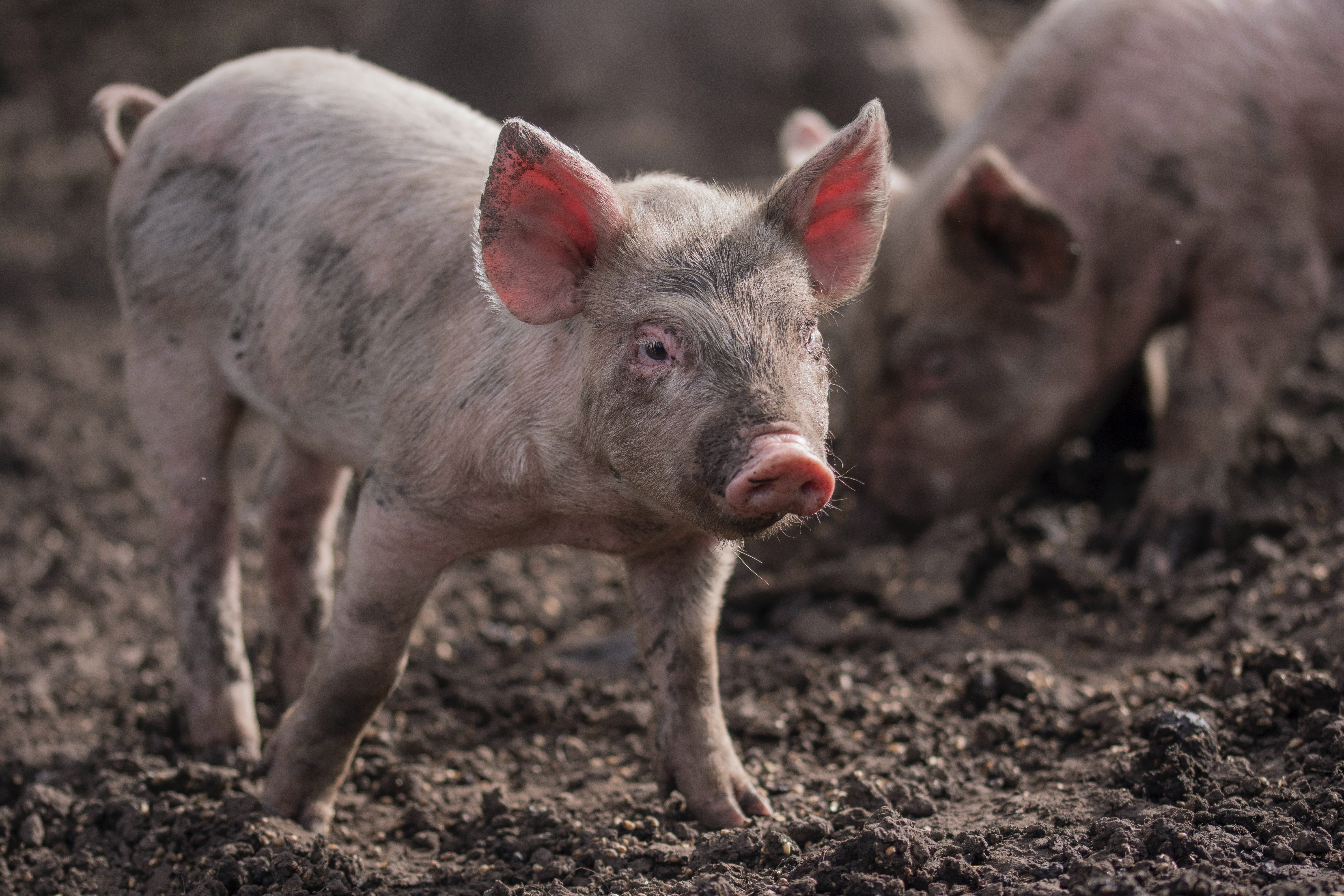 2022年欧洲生猪供给同比下降4%，预计此次跌势将持续到2023年中旬