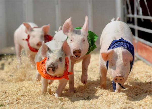 03月13日：全国农产品批发市场猪肉平均价格为20.83元/公斤
