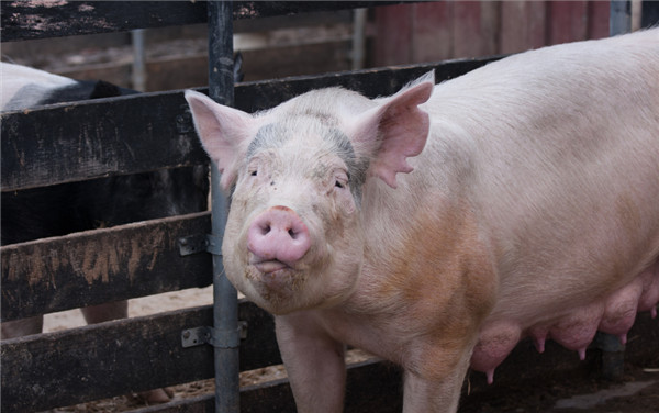 问诊案例 | 保育猪一年四季咳喘不断，怎么处理？温度多变，怎么有效预防保育猪的副猪问题？