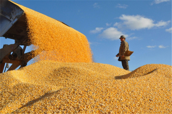 春节后中国大量订购乌克兰饲料玉米