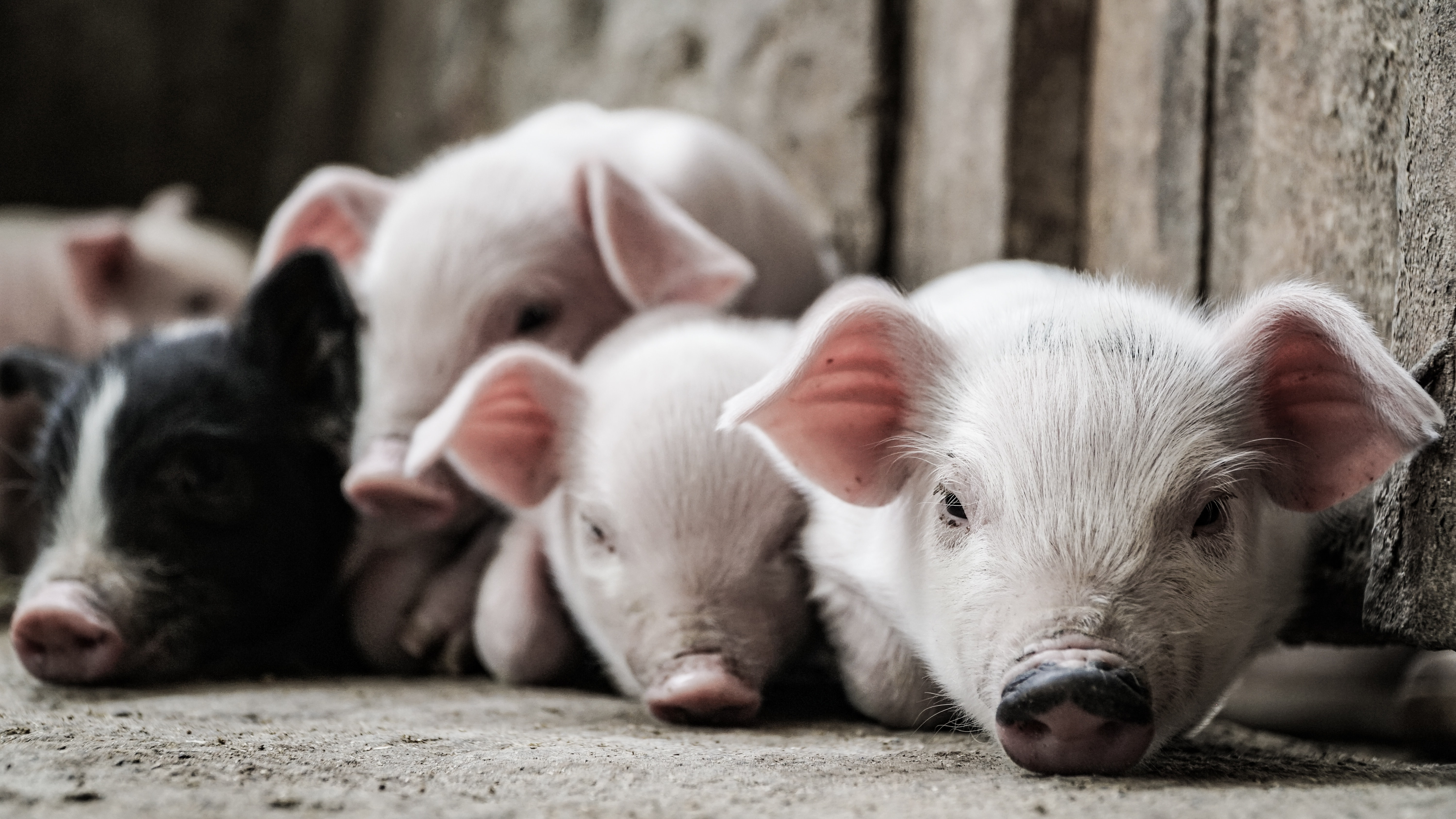 对于猪价走势，生猪养殖户们如何看？猪价已过低点？