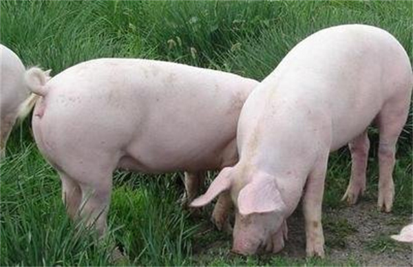 02月27日：全国农产品批发市场猪肉平均价格为20.72元/公斤
