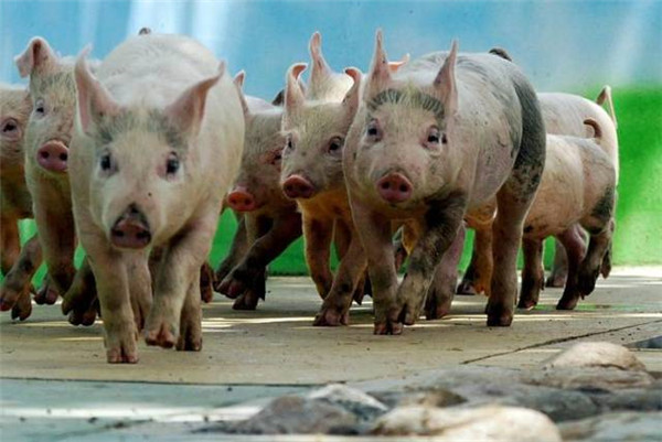 农业农村部定调：未来只需要3588万能繁母猪？