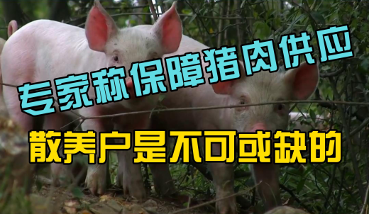 专家称：保障14亿人猪肉供应，散户是不可缺席的！