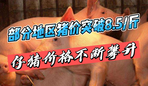 广东猪价突破8.5元/斤！仔猪后期或有可能突破600元/头！
