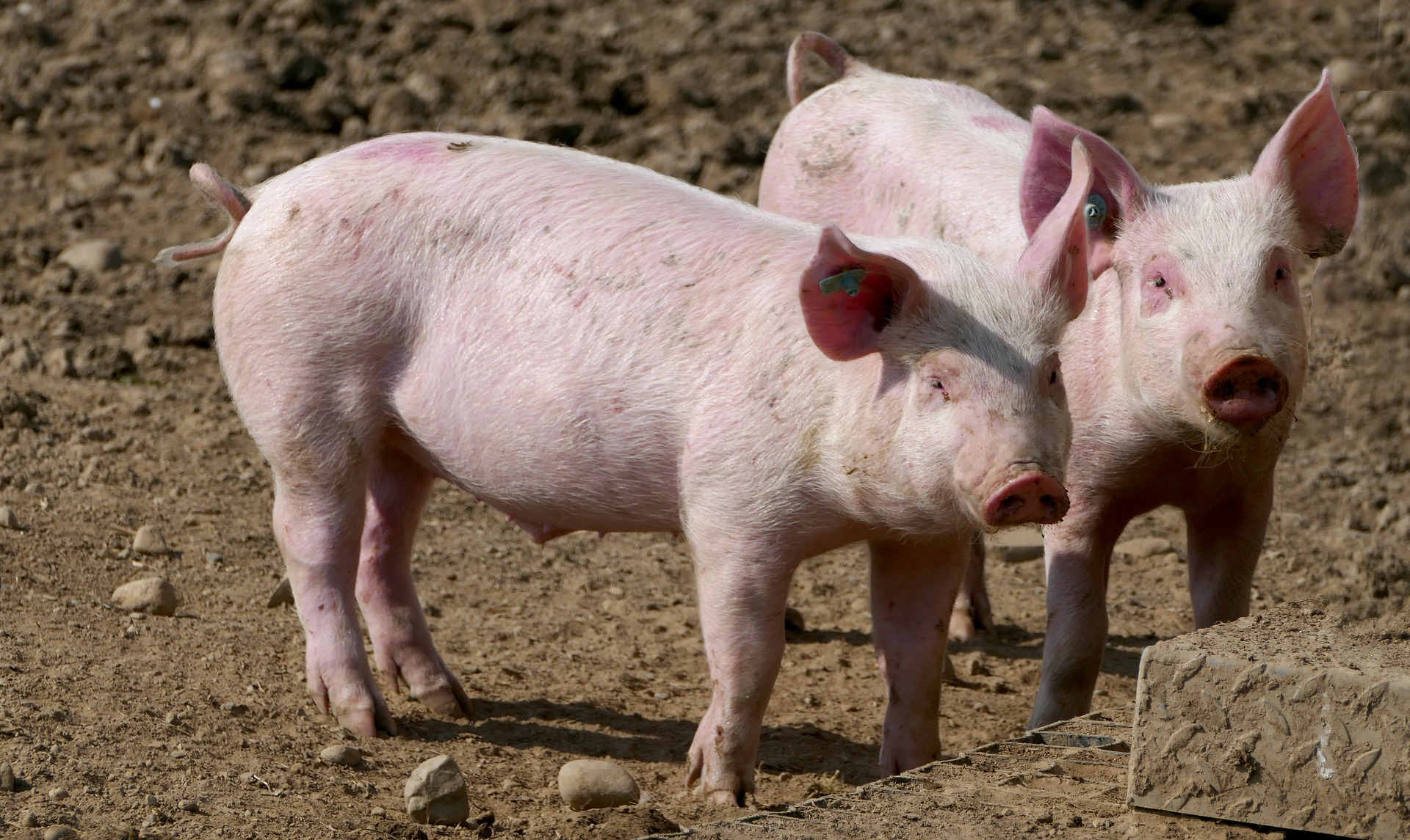 淡季不淡，旺季不旺！养殖难度增大，中央冻猪肉收储等于猪企“护城河”吗？