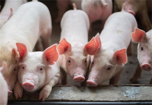 这五种母猪应该被淘汰，你做对了吗？