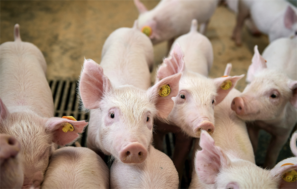 投资1.5亿元！康保新引进的生猪定点屠宰加工厂项目完成了前期筹建工作