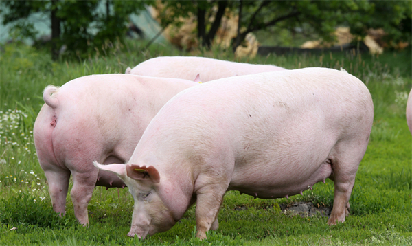天邦食品拟定增募资27.2亿元 升级猪场及补充流动资金