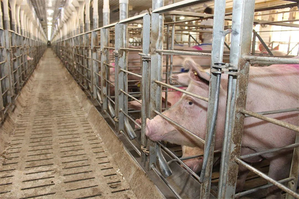 海大集团：2022年饲料销量2020万吨，未来两三年生猪扩产主要靠轻资产模式