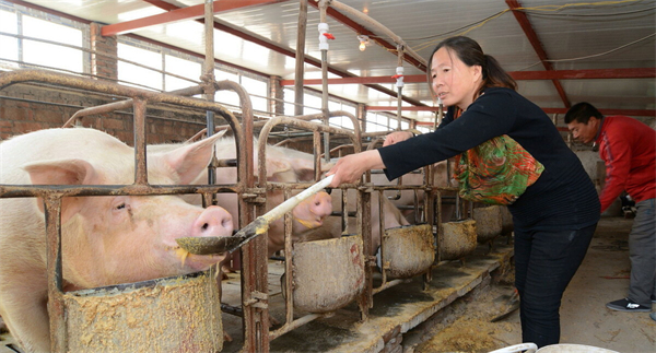 大北农：2023年生猪出栏目标600万头，目前养猪成本18-19元/公斤