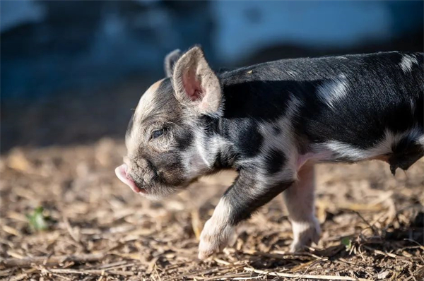 春季这8种常见病会造成猪只大量死亡，一定要注意防治！