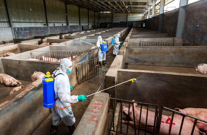 非洲猪瘟可以存活多久？清场多久可以复养？