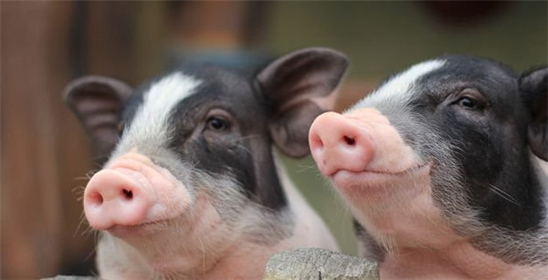 如何提高哺乳母猪采食量和泌乳力？