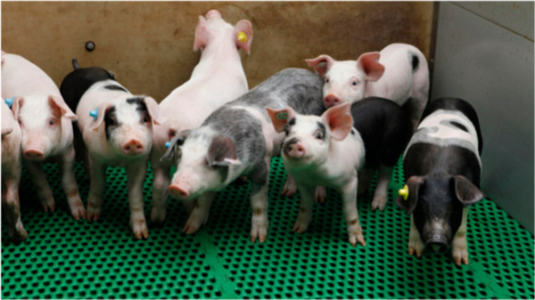 蓝耳病被误判为非洲猪瘟？猪场如何防控蓝耳病？