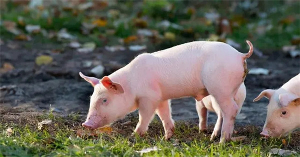 散户退出比例最高达80%！西南地区养猪业发展现状、痛点及对策探析