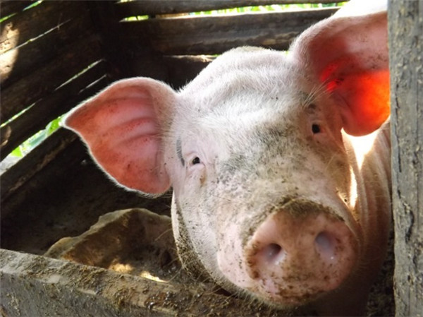12月01日：全国农产品批发市场猪肉平均价格为20.19元/公斤