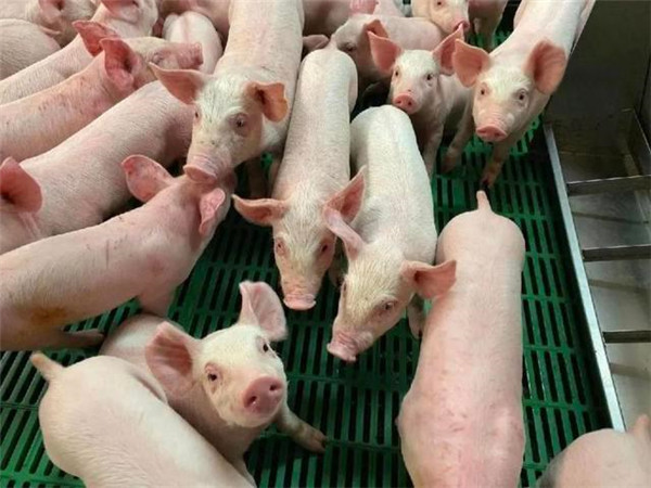 3天下跌4.01%，豬價遇冷堪比“白菜價”，發生了啥？