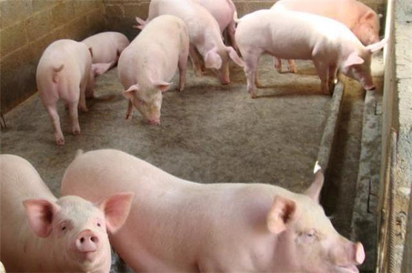 夏季猪场防暑降温，学会这四招养猪更简单！