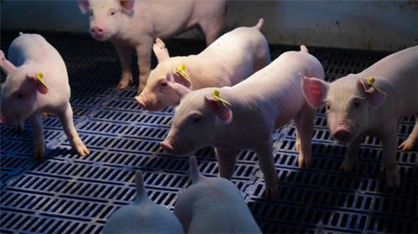 8月上市猪企销量同比上升25%！ 只有这两家企业销量却下滑了……