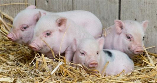 怎样防止小猪发生白痢？