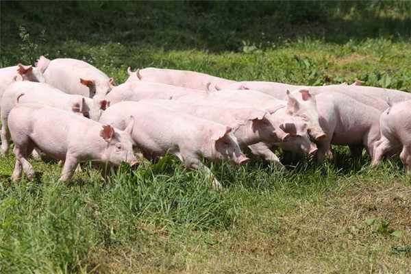 02月23日：全国农产品批发市场猪肉平均价格为20.93元/公斤