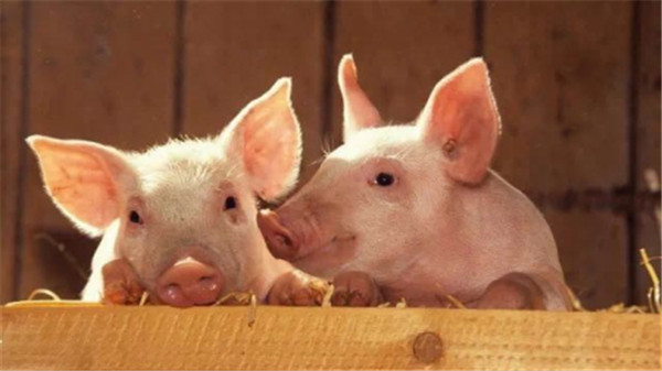 03月10日：全国农产品批发市场猪肉平均价格为20.83元/公斤