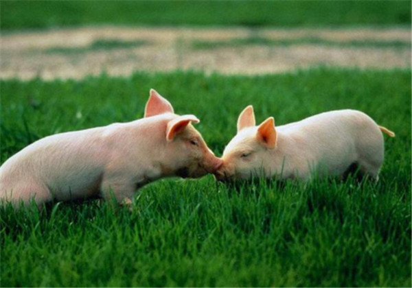 11月29日：全国农产品批发市场猪肉平均价格为20.40元/公斤