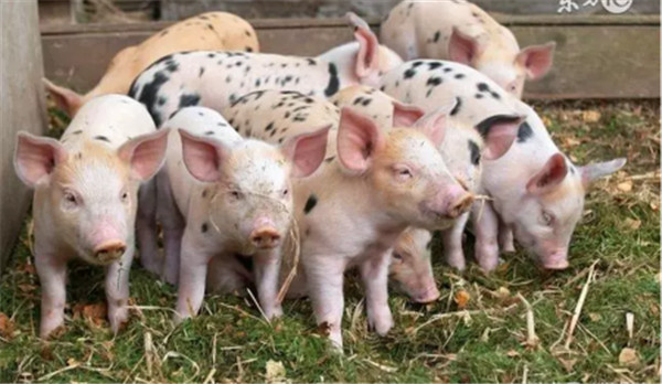 经验老道的养殖户10个养猪偏方，值得收藏！