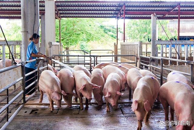 因粮食供应过剩，越南生猪价格创两年来最大跌幅