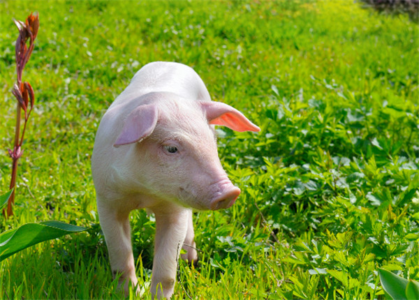 最新！CPICP改善猪肉品质高层论坛会议日程公布