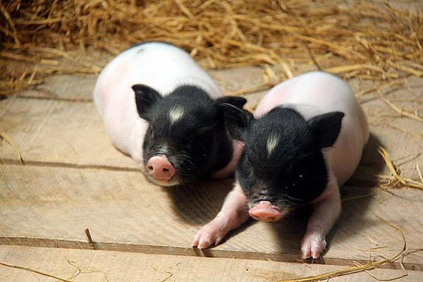 有那些原因会导致猪呕吐发生？呕吐信号暗示猪的哪些问题？