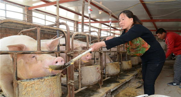 养猪如何节约饲料？九种经验分享给养猪人！
