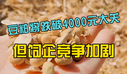 豆粕即将跌至4000元大关！但小型饲企生存压力却加大！