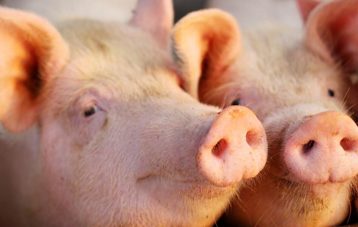 新希望：对2023年猪价持中性偏积极看法，目前商品猪存栏在810万头左右！