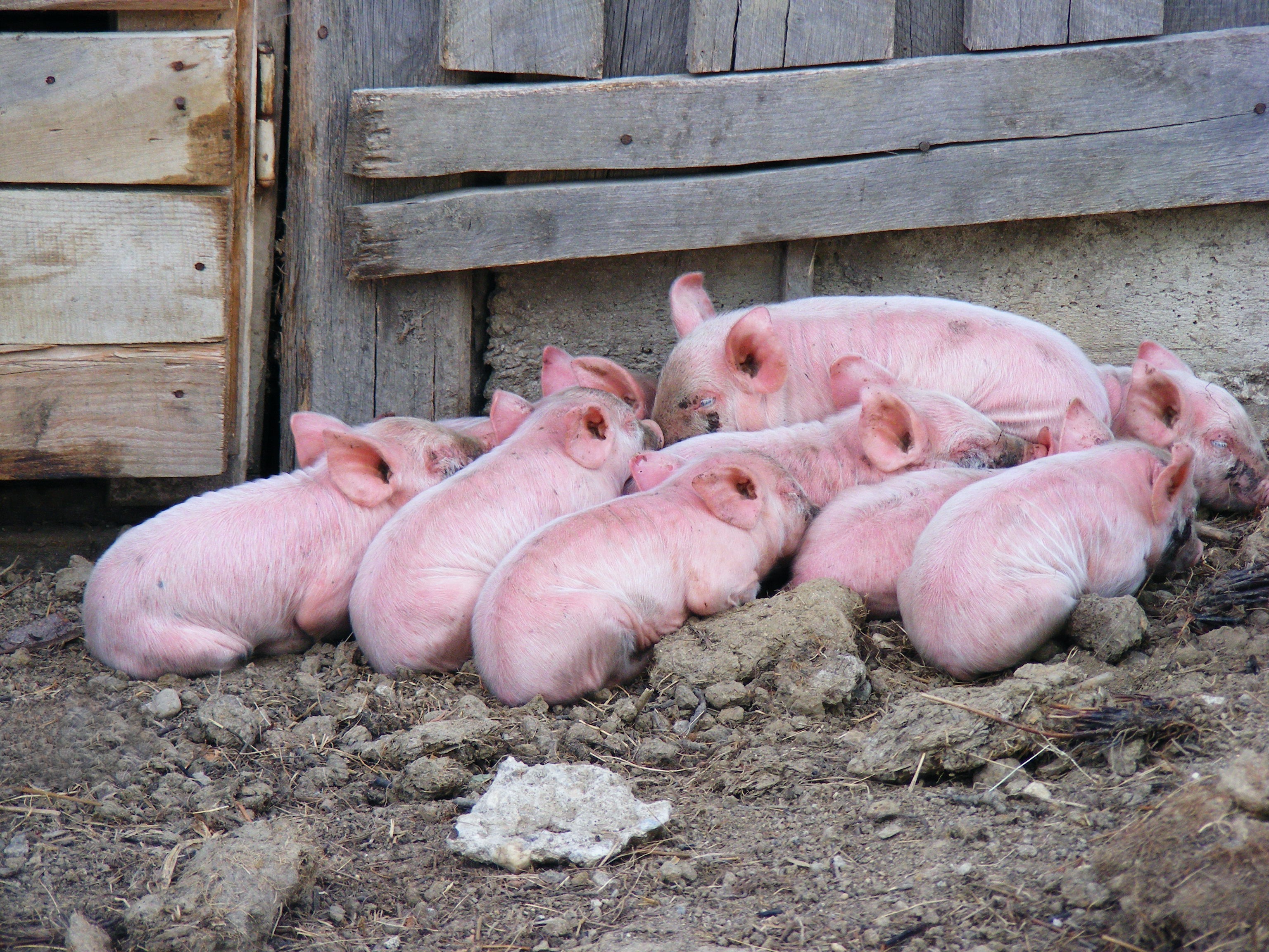 如何判断饲料质量是否合格？猪饲料好坏看哪些指标？