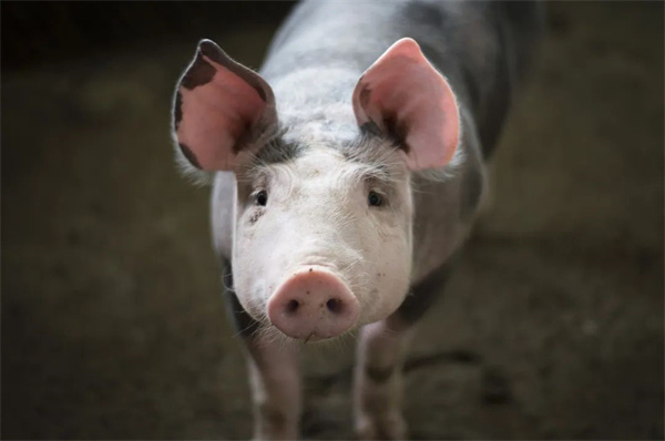 一例因场施策、精准清除非洲猪瘟的成功案例分享，学会对养猪人有用！