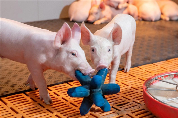 今日猪市评析：大场拉涨，标猪、大猪都上涨！