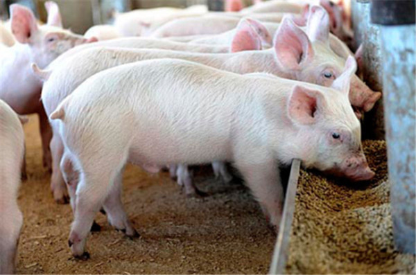 猪流行性腹泻与猪传染性胃肠炎临床症状十分相似，该如何区分治疗？